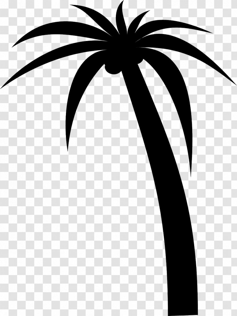 Arecaceae Drawing Clip Art - Palm Tree - Palms Transparent PNG