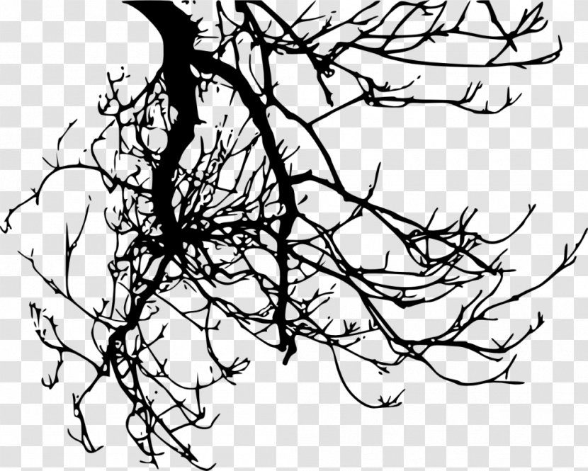 Twig Branch Tree - Root Transparent PNG