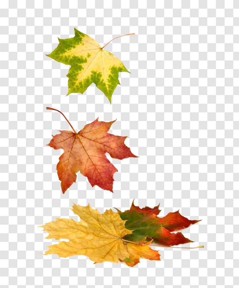 Stock Photography Royalty-free Maple Leaf - Autumn Transparent PNG