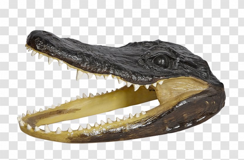 Nile Crocodile Alligators Polyresin Gator Head - Jaw Transparent PNG