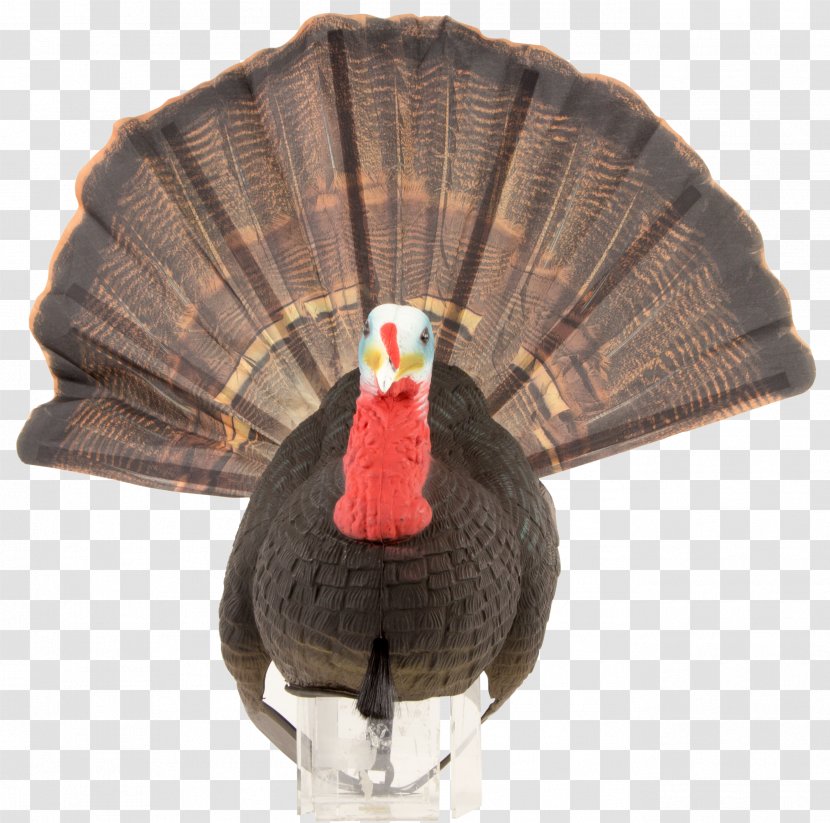 Decoy Hunting Mallard Chicken Domestication - Galliformes - Domesticated Turkey Transparent PNG
