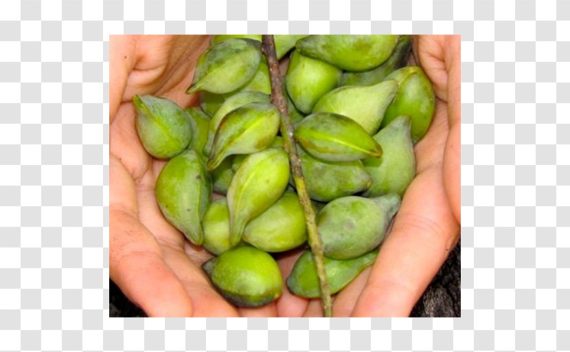 Kakadu Plum Fruit Food Prunus Sect. - Commodity Transparent PNG