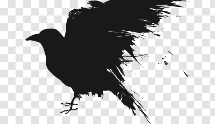 Clip Art Common Raven Transparency Image - Crow - Corvus Glaive Transparent PNG