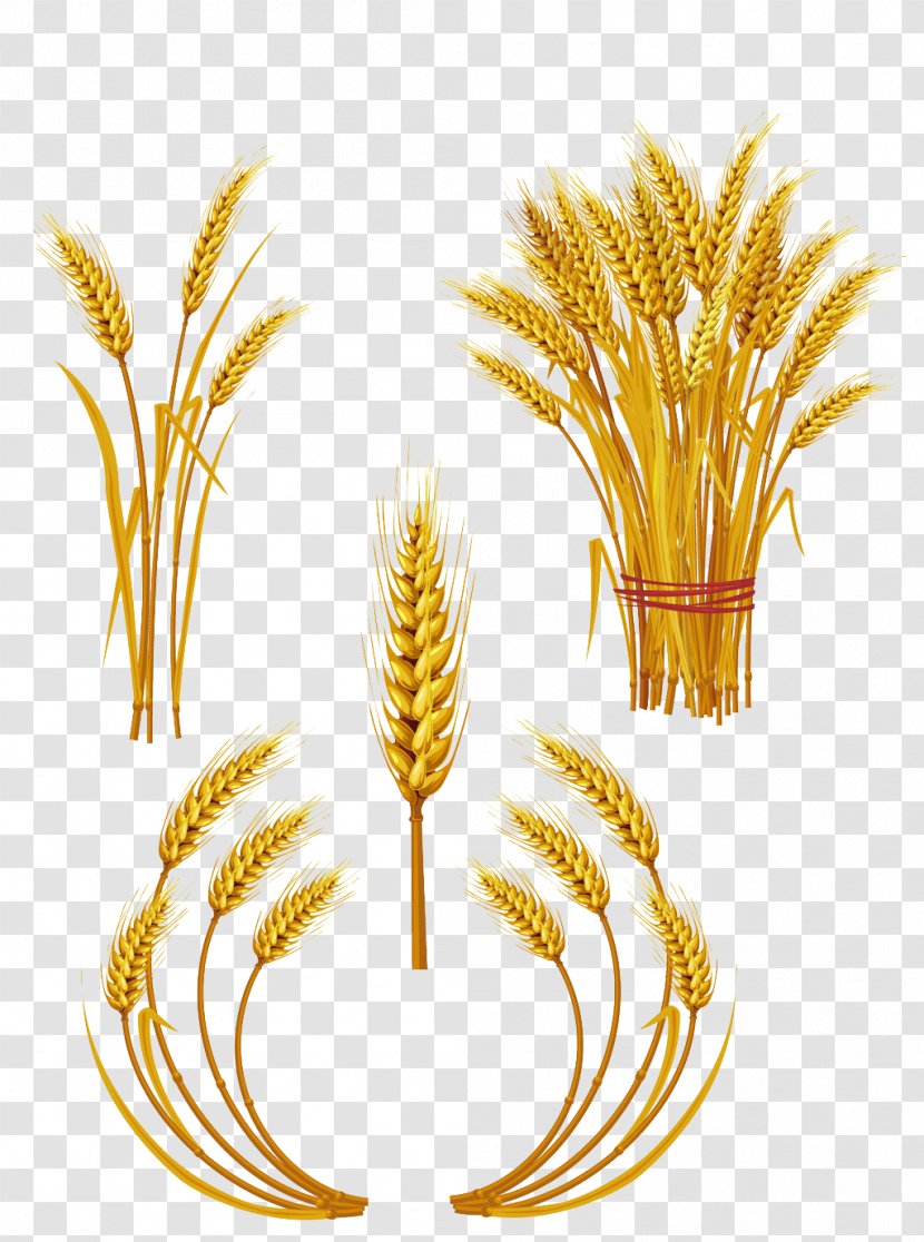 Wheat Royalty-free Ear Clip Art Transparent PNG