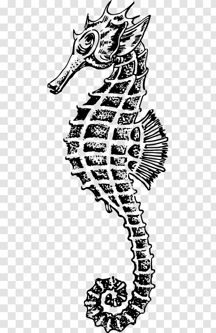 Seahorse Drawing Clip Art - Vertebrate Transparent PNG