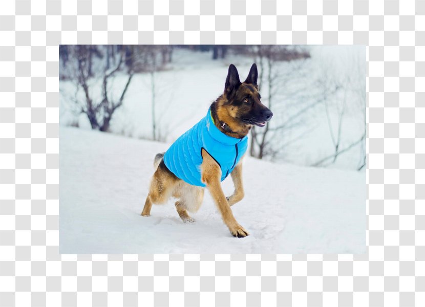 Dog Breed German Shepherd Group (dog) Clothes Pet - Leash - Shepard Transparent PNG