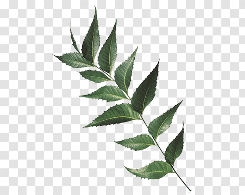 India Neem Tree Chinaberry Leaf Extract - Herb Transparent PNG