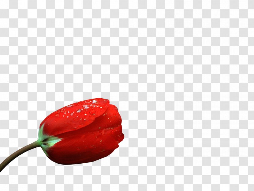 Chili Pepper Bell Flower Petal - Red Rose Transparent PNG