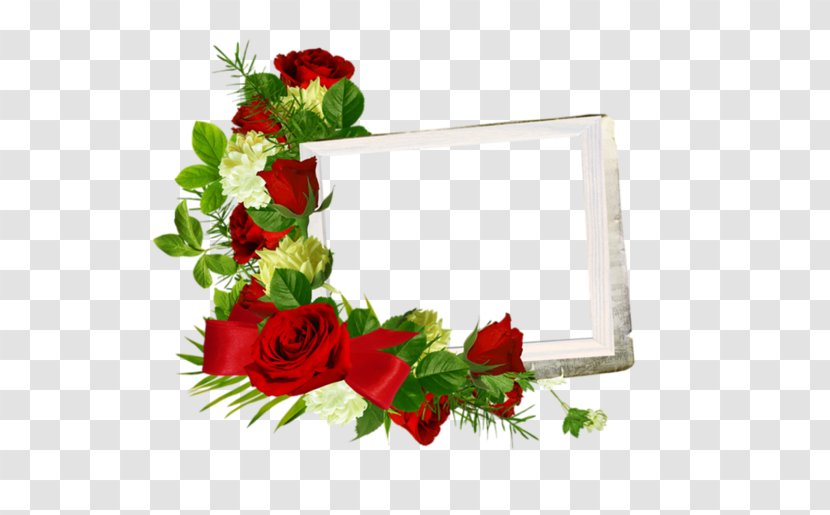 Garden Roses Picture Frames Paper - Photography - Rosas Vermelhas Transparent PNG