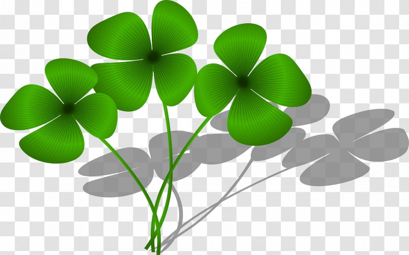 Four-leaf Clover Good Luck Charm Saint Patrick's Day - Shamrock - Clovers Transparent PNG