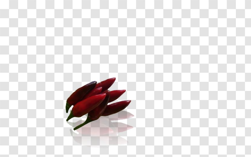 Close-up - Flower - Red Transparent PNG