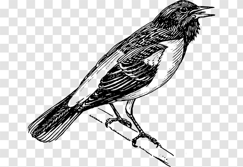 Bird Baltimore Oriole Bald Eagle Altamira Clip Art - Ornithology Transparent PNG