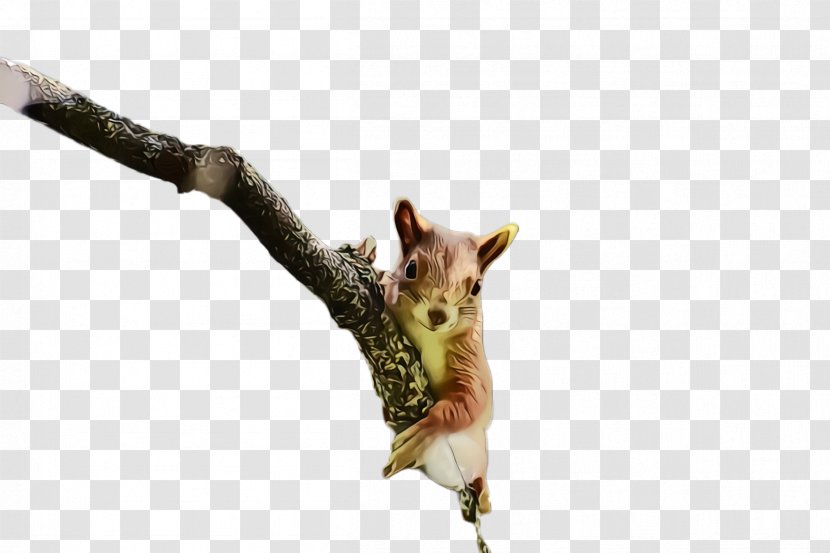 Branch Squirrel Twig Plant Wildlife - Tail Transparent PNG