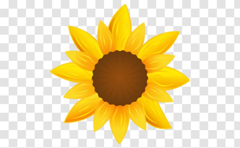 Common Sunflower - Petal - Sunflowers Transparent PNG