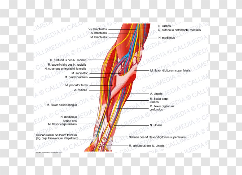 Nerve Muscle Elbow Human Anatomy - Cartoon - Arm Transparent PNG