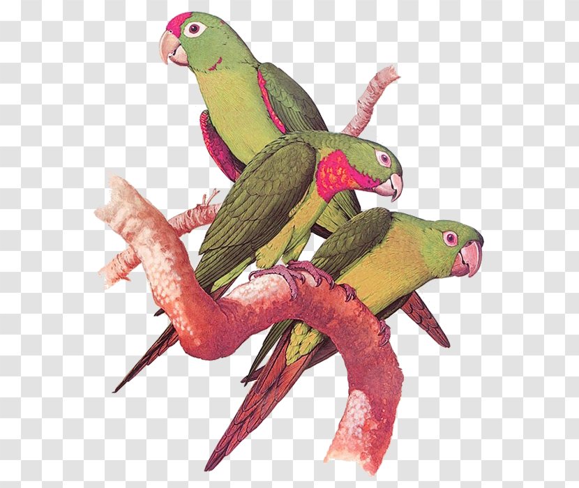 Parrots Of The World Bird Wallpaper - Common Pet Parakeet - Parrot Pictures Transparent PNG