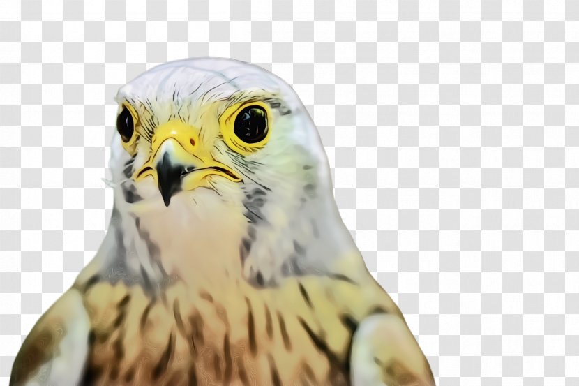 Bird Beak Of Prey Peregrine Falcon - Accipitridae Kite Transparent PNG