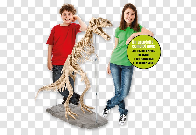 Tyrannosaurus Velociraptor SQUELETTE DU DINOSAURE Skeleton - Logo - Dent Du Geant Transparent PNG