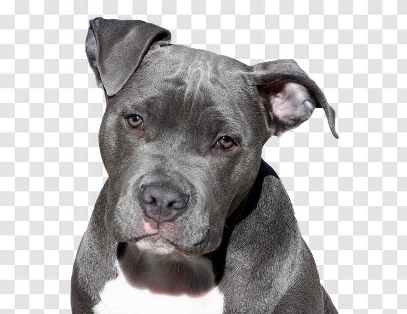 American Pit Bull Terrier Staffordshire Bully - Bulldog - Puppy Transparent PNG