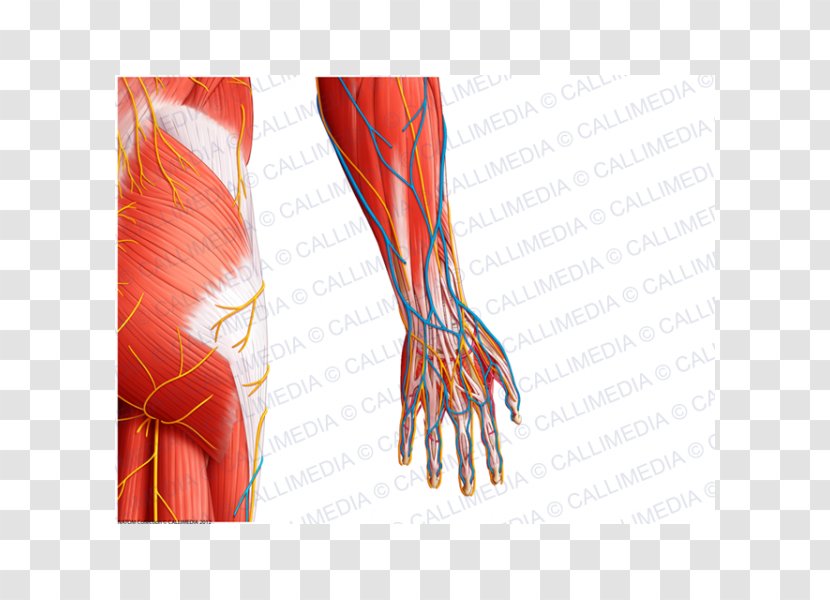 Thumb Nerve Muscle Hip Arm - Frame Transparent PNG