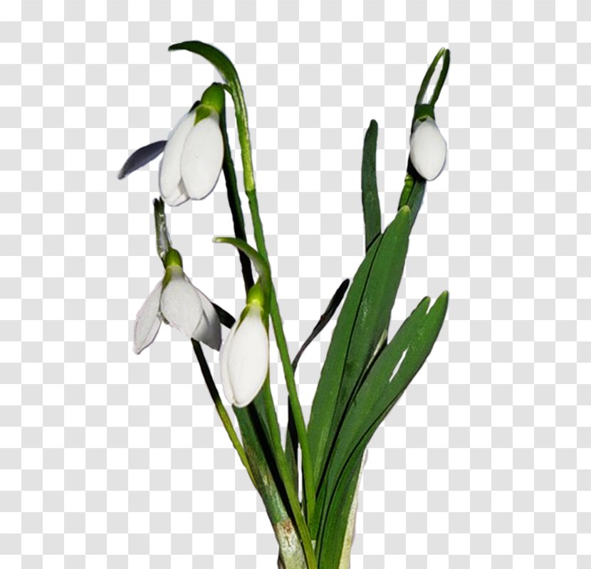 Snowdrop LiveInternet Crocus Clip Art - Quotation - Liveinternet Transparent PNG