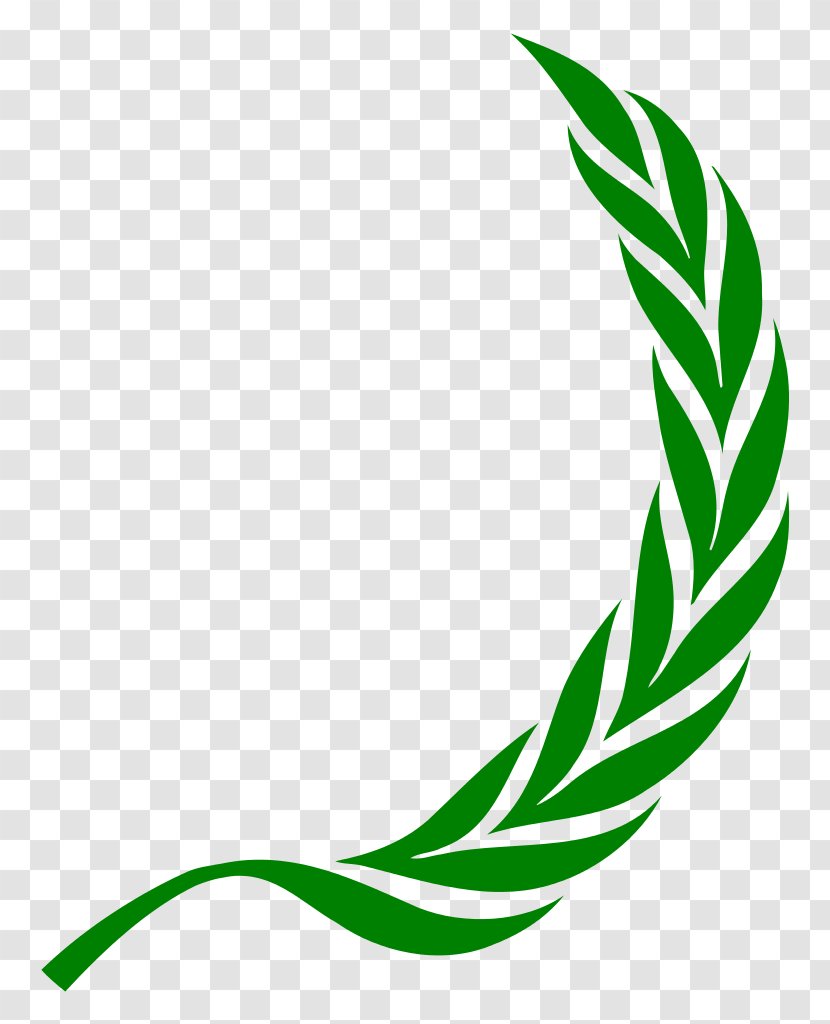 Laurel Wreath Bay Clip Art - Ruscus Hypoglossum Transparent PNG