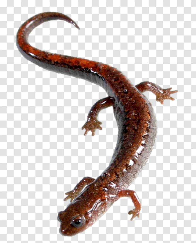 Smooth Newt BookCon Salamandra - Scaled Reptile - Book Transparent PNG