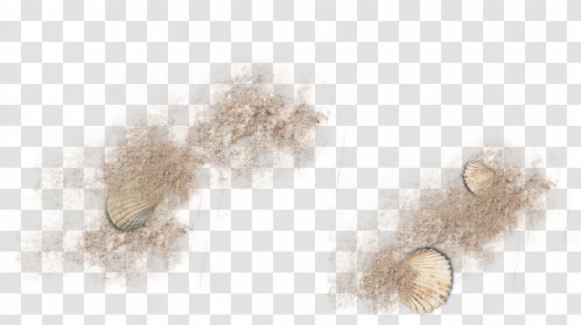 Fur - Brown Sand Scallop Transparent PNG
