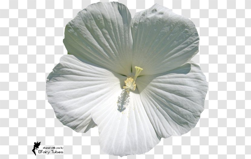 Flower Petal Blossom Rose - Seed Plant - White Type Transparent PNG