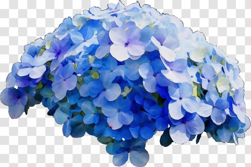 Blue Watercolor Flowers - Garden - Cornales Petal Transparent PNG