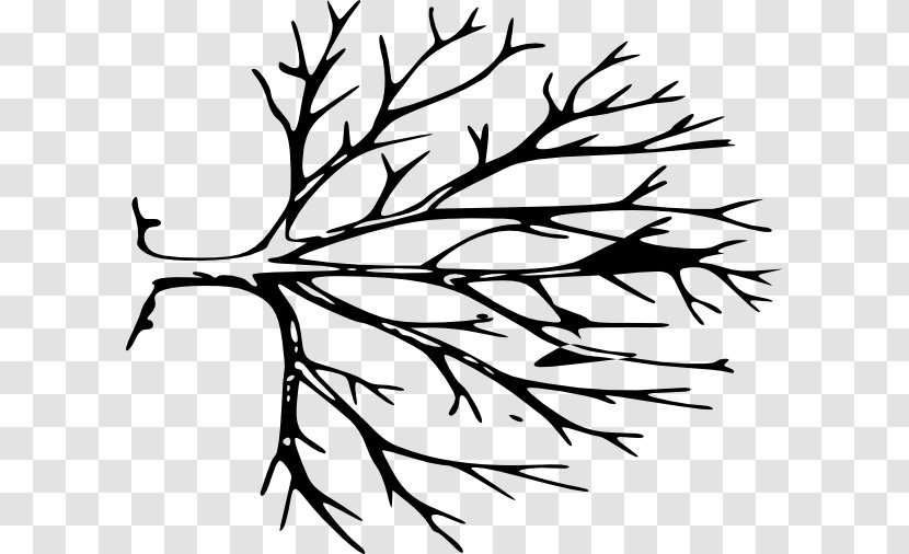 Tree Trunk Branch Clip Art - Line - Elongated Vector Transparent PNG