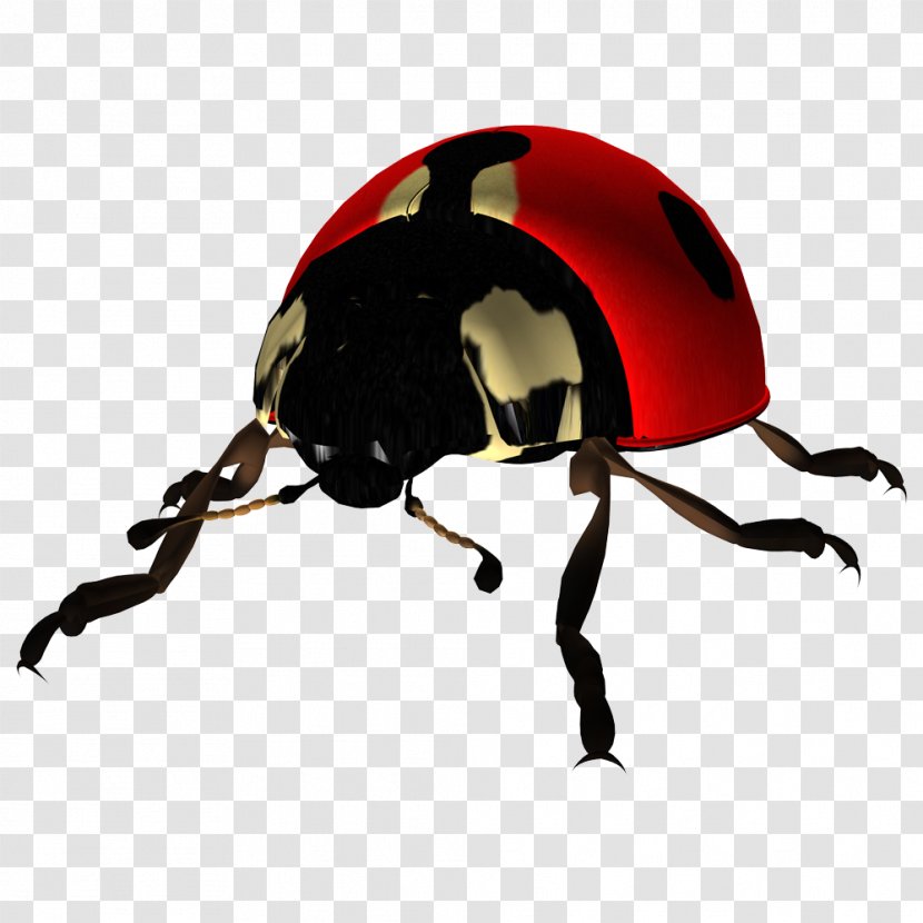 Ladybird Beetle - Stock Photography - Ladybug Transparent PNG