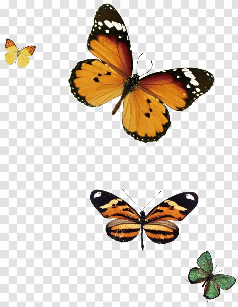 Monarch Butterfly Blue White Stock Photography - Creative Transparent PNG