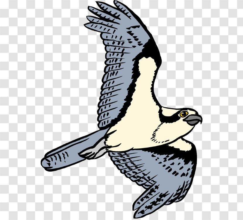 Bird Clip Art Osprey Openclipart Free Content - Eagle Transparent PNG