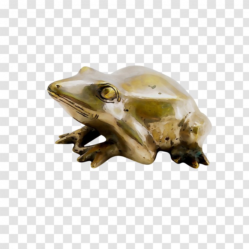 True Frog Toad Tree Fauna Transparent PNG