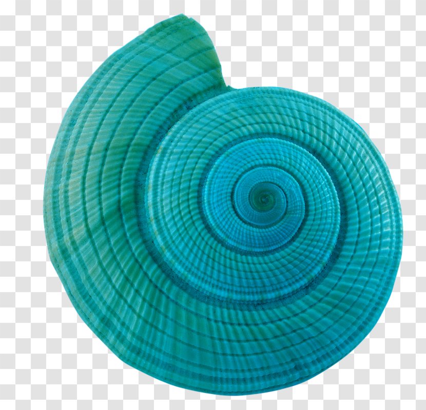 Conch Sea Snail Clip Art - Google Images - Blue Transparent PNG