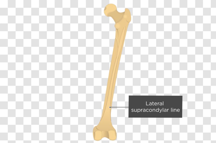 Linea Aspera Medial Condyle Of Femur Gray's Anatomy - Vertical Line Transparent PNG