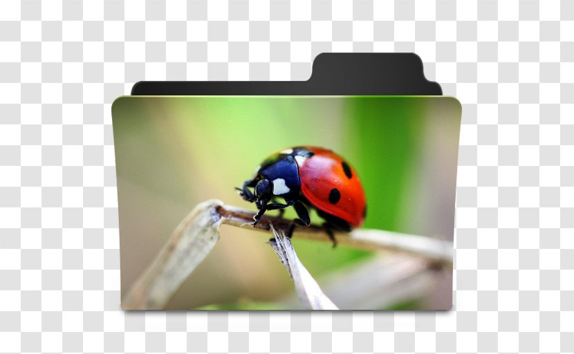 Ladybird Beetle Directory - Flickr - 3D Elephant Transparent PNG