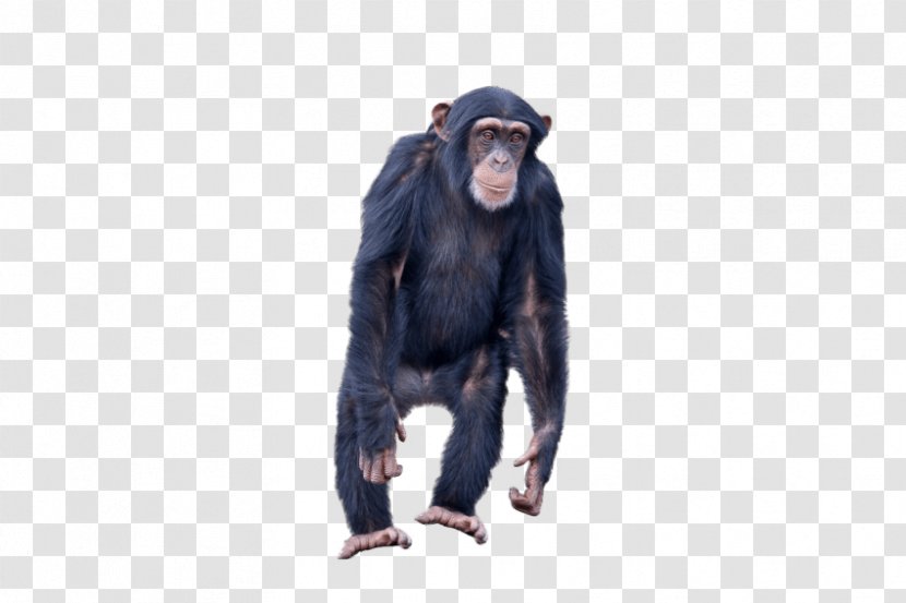 Common Chimpanzee Gorilla Monkey Ape - Animal Transparent PNG