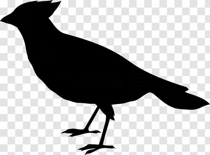 Clip Art Passerine Bird Illustration Vector Graphics - Blackbird - Common Raven Transparent PNG