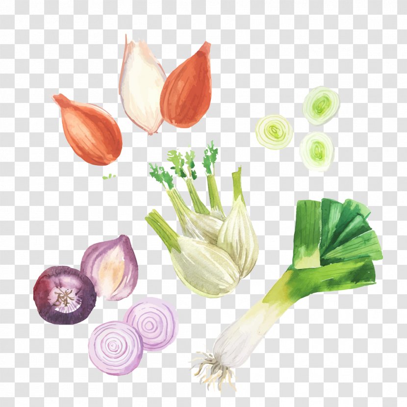 Shallot Vegetable Garlic - Painted Vegetables Transparent PNG
