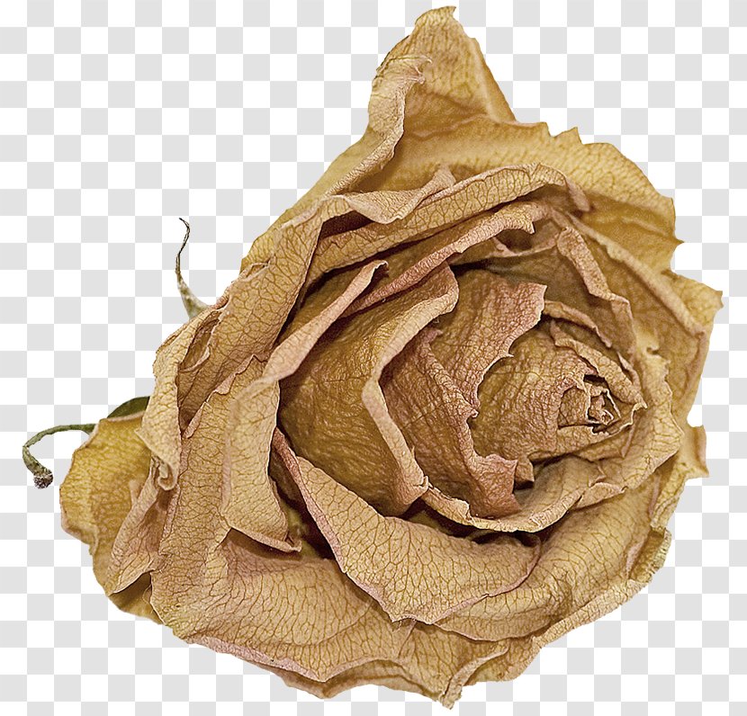 Cut Flowers .net - Flower - Brown Rose Transparent PNG