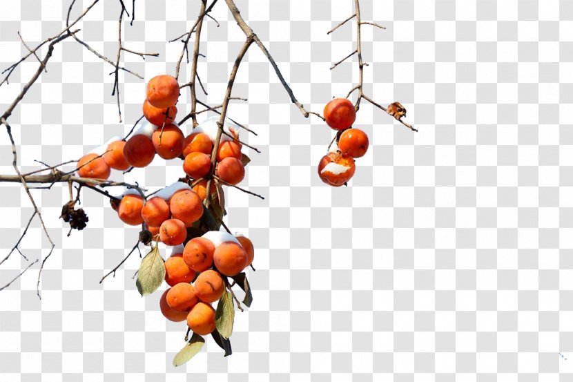 Persimmon Branch Punch Fruit - Winter Persimmons Transparent PNG