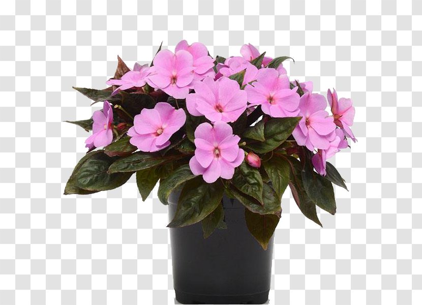 New Guinea Impatiens Seed Violet Plants - Flowerpot - Color Transparent PNG