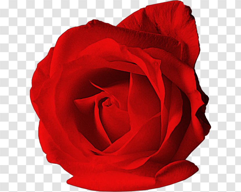 Garden Roses Desktop Wallpaper Clip Art - China Rose - Rosas Vermelhas Transparent PNG