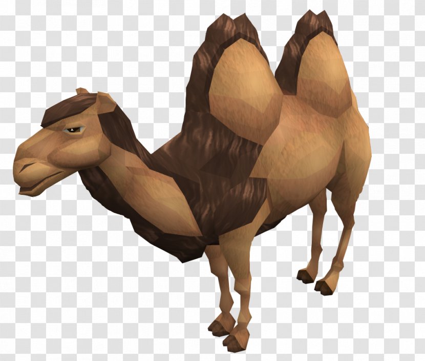Dromedary Wild Bactrian Camel Horse Wiki - Livestock Transparent PNG