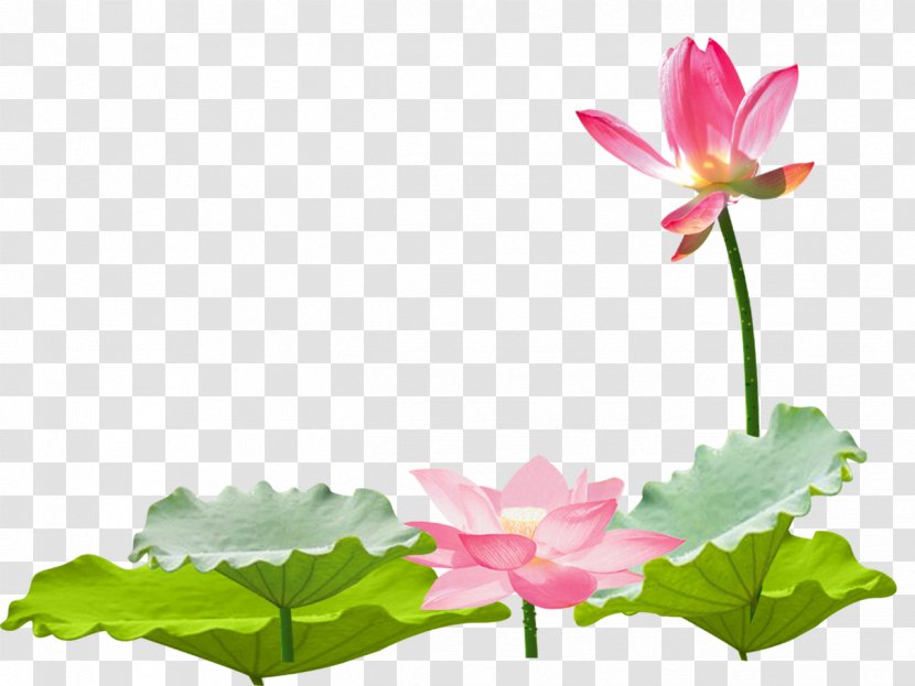 Nelumbo Nucifera Leaf Software - Summer Lotus Some Beautiful Scenery Transparent PNG