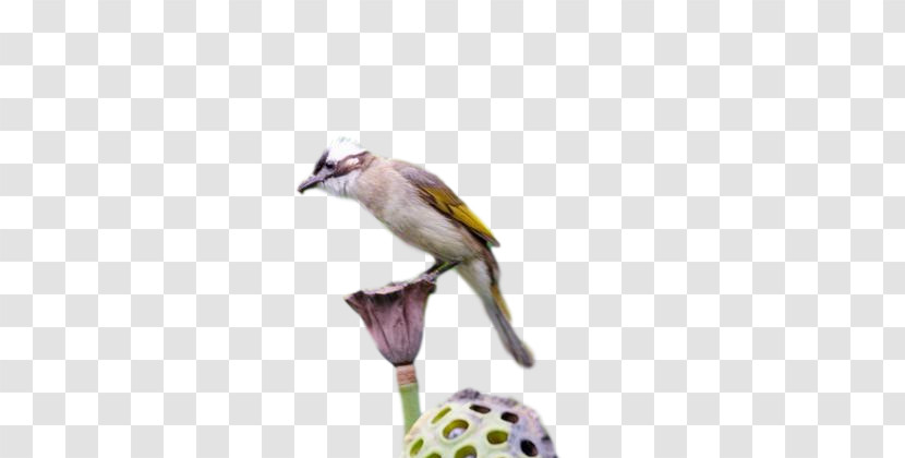 Birds Finches Beak Meter Biology Transparent PNG