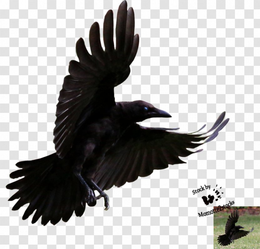 American Crow Bird Hooded Common Raven - Flying Ravens Transparent PNG
