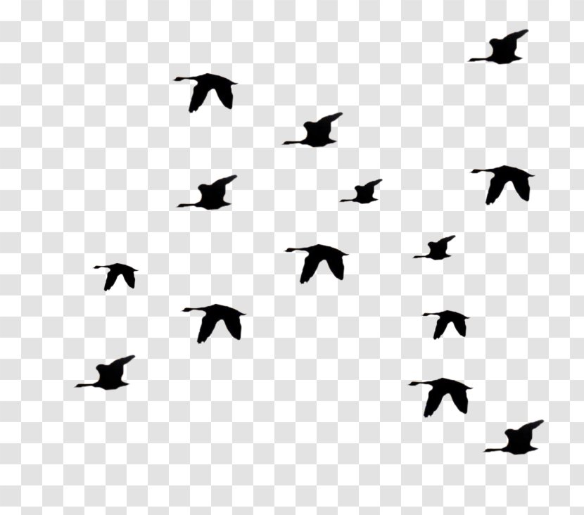 Bird Flight Flock Clip Art - Wing Transparent PNG